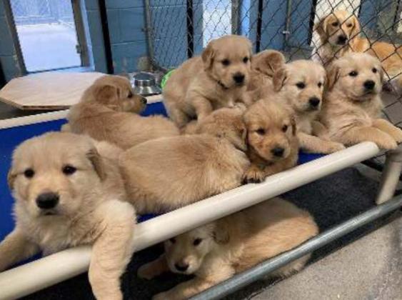 KSDS raised 6 litters of puppies this year with a total of 34 puppies in 2020. About half of those puppies will eventually become service dogs.