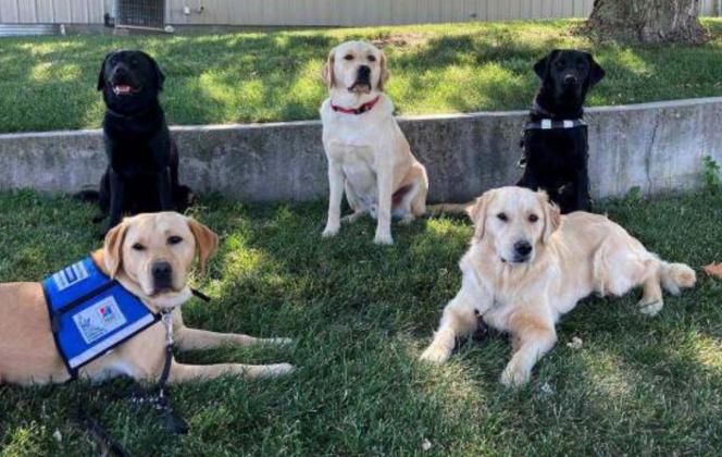 Many KSDS dogs return to Washington at about 18 months old to begin training. The organization trains dogs for people with mobility or visual impairments as well as facility dogs.
