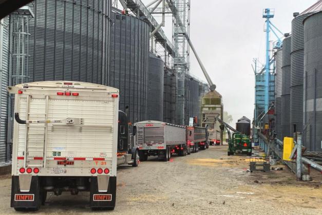Semi trucks line up to load up in mid-September at Palmer Grain to make room for the fall harvest, which is now well underway across the county. Photo by JEN THALMANN / WCN