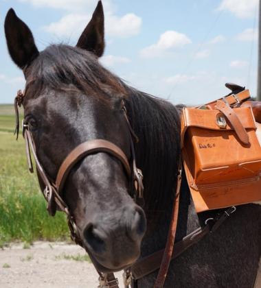 History comes alive with Pony Express Re-Ride